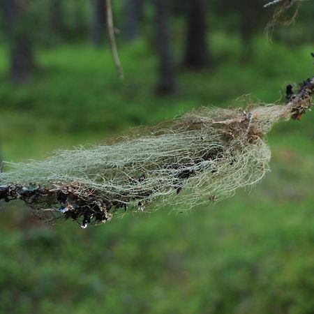 Hytte Anno 1721 Uten Internett, Strom, Vann - Men Med Rodmalt Utedo Ljordal Ngoại thất bức ảnh
